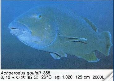Achoerodus gouldii